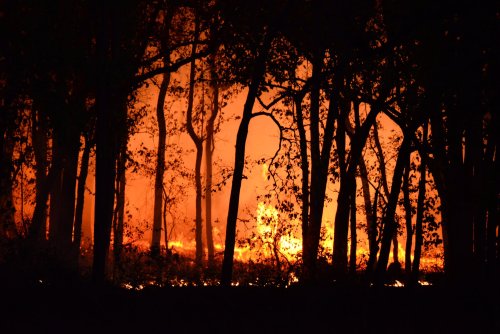 Handle a crisis expertly on social media Trees during a forest fire