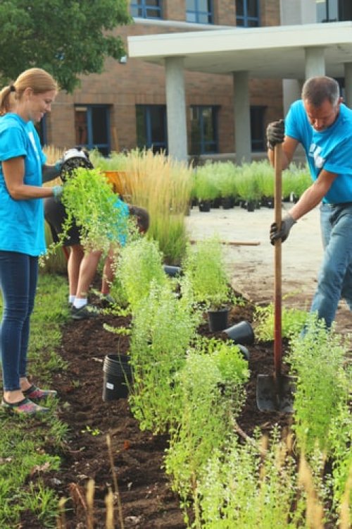 People replanting plants in an outdoor flowerbed